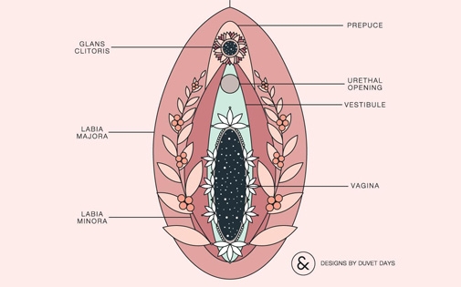 Vulva Anatomisi ve İşlevi