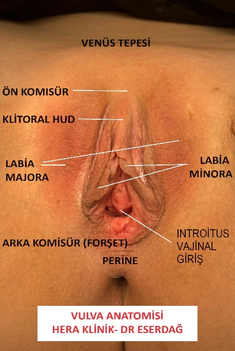 Vulva Anatomisi